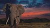 Namiki Emperor Elephant Limited Edition Fountain Pen –  2022 Maki-e Masterpiece